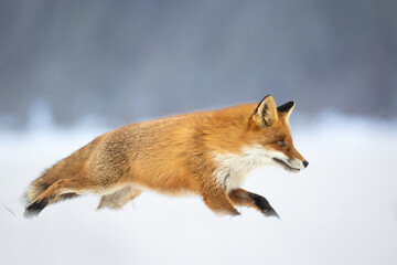 Red Fox Vulpes vulpes in winter scenery, Poland Europe, animal walking among winter snowy meadow in amazing warm light