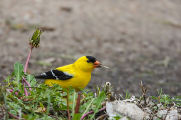 goldfinch eating dandelion 