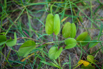 Gros plan sur des feuilles d'Ipomoea pes-caprae sur une plage