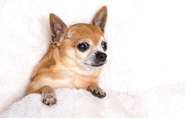chihuahua dog resting in a fluffy blanket