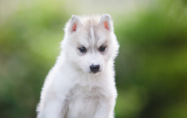 Siberian Husky puppy in the forest