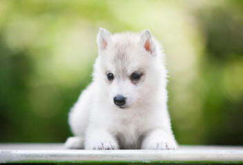 Siberian Husky puppy in the forest