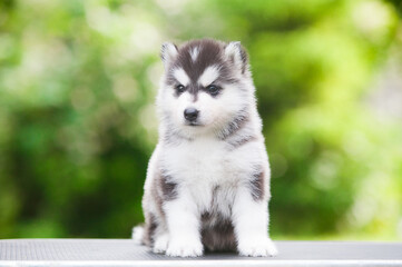 Siberian Husky puppy in the forest