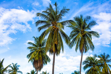 Plan large horizontal d'un palmier sous un ciel bleu