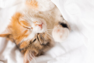 Obraz premium portrait of a cat sleeping in a bed with white linens. Symbol of the year. animals at home, space for text. High quality photo