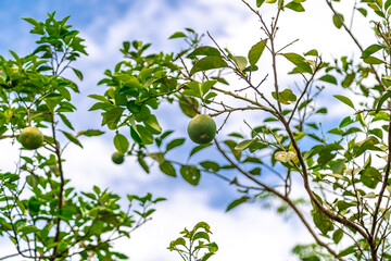 Fresh green limes on the tree