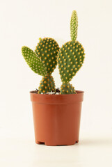 Mini cactus isolated on white background.