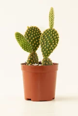 Tuinposter Cactus in pot Mini cactus isolated on white background.