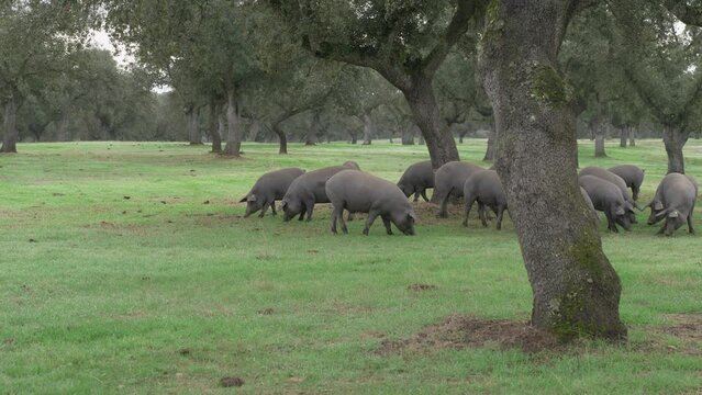 Free living Iberian pigs in the pasture eating acorn under the holm oaks.
