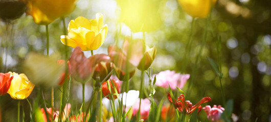 tulpen blumen garten frühling freizeit - 554970956