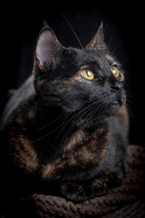 Tortoiseshell cat. Cute tortoiseshell cat sitting on windowsill near window. Low key. Close up.