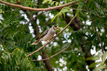 Australian Noisy Miner (Manorina melanocephala)