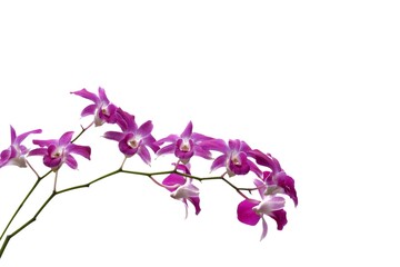 Fototapeta na wymiar A twig of Thai purple orchid flower blossom on white isolated background with copy space 