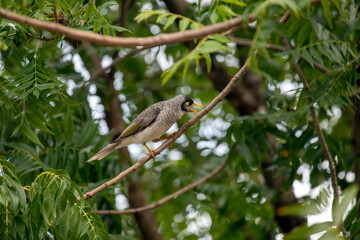 Australian Noisy Miner (Manorina melanocephala)