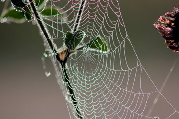 Spider webs with water droplets