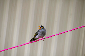 Australian Noisy Miner (Manorina melanocephala)