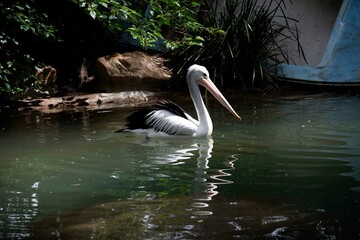 Australian Pelican (Pelecanus conspicillatus)