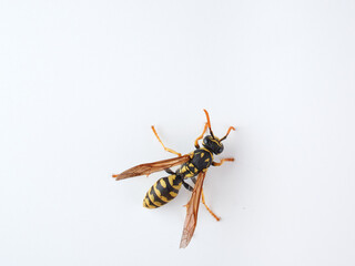 European paper wasp. Polistes dominula.