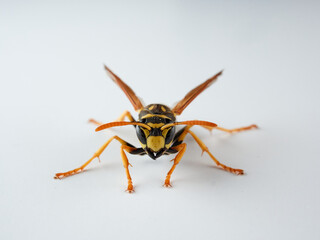 European paper wasp. Polistes dominula.
