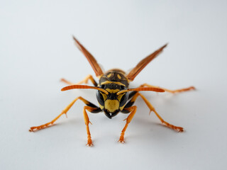 European paper wasp. Polistes dominula.