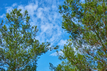 Obraz premium clear blue sky with a beautiful cloud