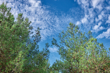 Obraz na płótnie Canvas clear blue sky with a beautiful cloud