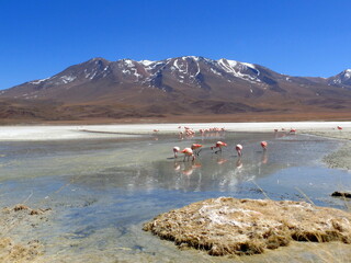 Laguna Hedionda, Bolivia