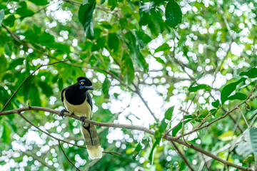 Crested jay on a tree in the forest