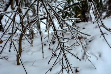 Winter landscape with icy trees.