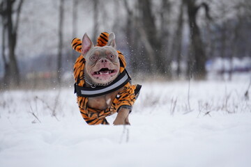 bully dog running in the snow