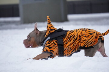 bully dog running in the snow