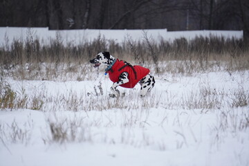 Dalmatian dog running in snow