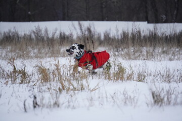 Dalmatian dog running in snow