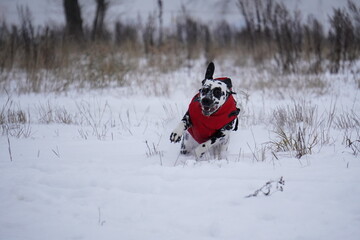 Dalmatian dog running in snow