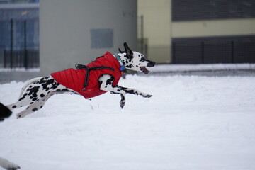 Naklejka premium Dalmatian dog running in snow