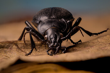 Black beetle Carabus coriaceus front view 