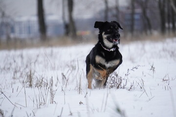 half - breed dog running in snow