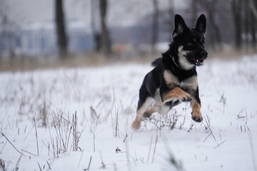 half - breed dog running in snow