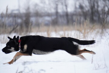 half - breed dog running in snow