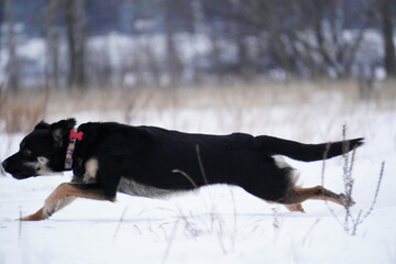 half - breed dog running in snow