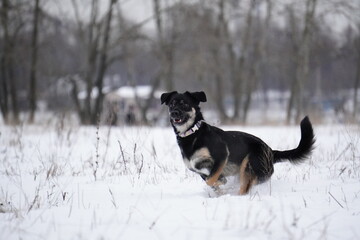 half - breed dog running in snow