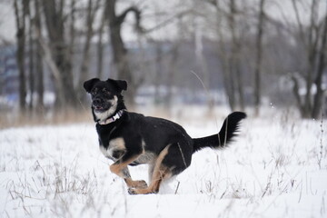 half - breed dog running in snow