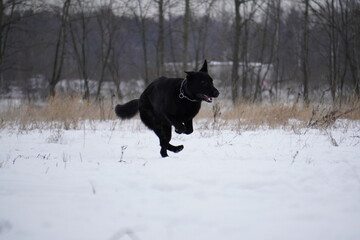 german shepherd black dog in snow