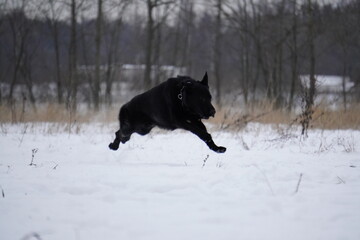 german shepherd black dog in snow