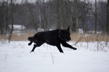german shepherd black dog in snow