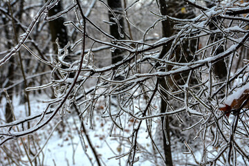 Winter landscape with icy trees.