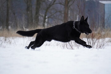 german shepherd black dog in snow