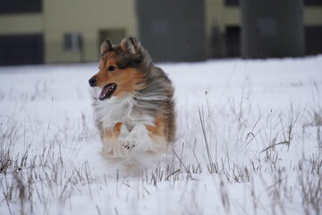 sheltie dog running in the snow