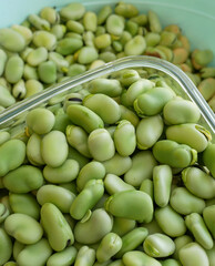 a large amount of fresh broad beans, broad beans, in a bowl,