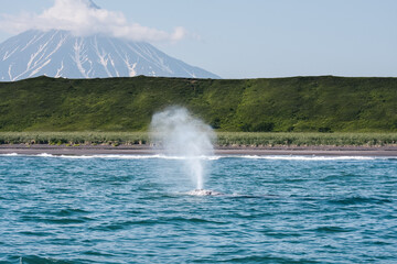 A whale releasing a fountain of water near the shore on the background of a mountain peak.